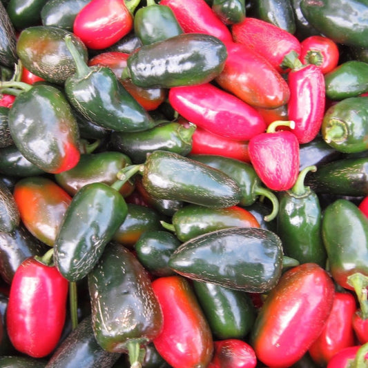 Piment fort Early Jalapeno (semences)