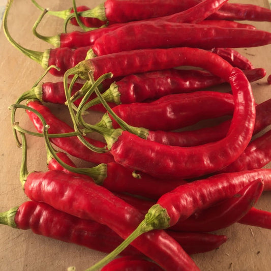 Piment fort Red Rocket (semences bio)