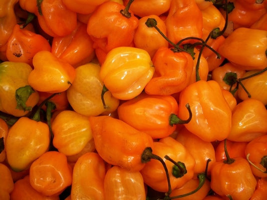 Piment Habanero (plant)
