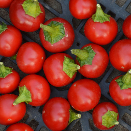 Piment Szentesi Cherry (semences bio)