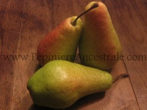 Poirier Bartlett 2 an