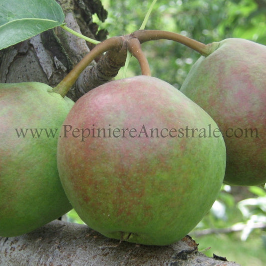 Poirier Savignac 1.5 an