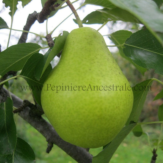 Poirier Ste-Sophie 1.5 an