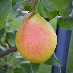 Poirier Vekovaya 1.5 an