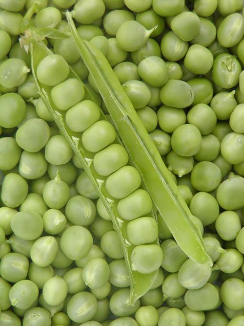 Pois Petit Provençal (semences bio)