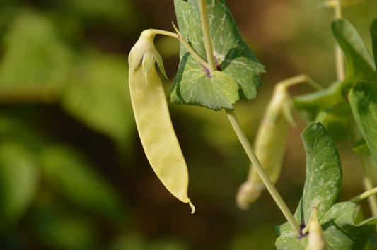 Pois Golden Sweet (semences bio)