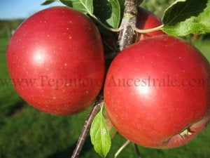 Pommier Semi Nain Freedom 2 ans