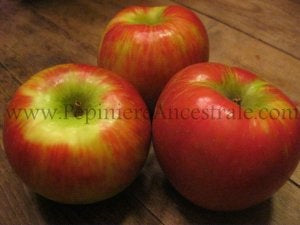 Pommier Semi-standard Honeycrisp 2 ans