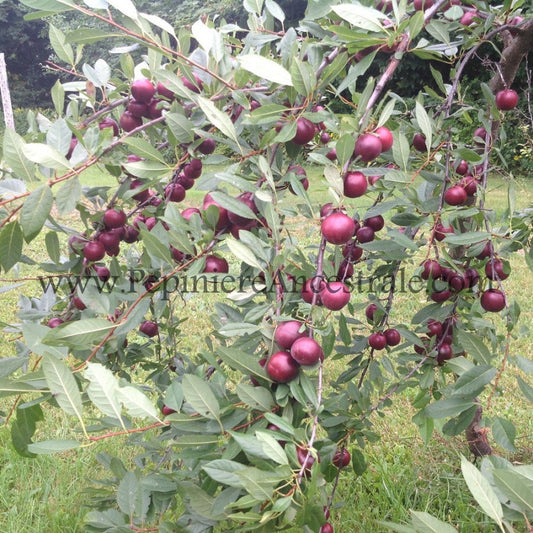 Prune-cerises dans leur arbre