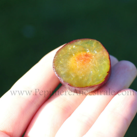 Prune-cerise à la chair jaune