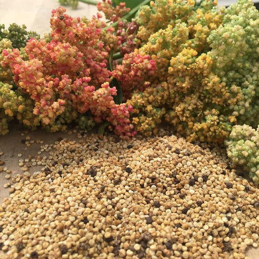 Quinoa Arc-en-ciel (semences)