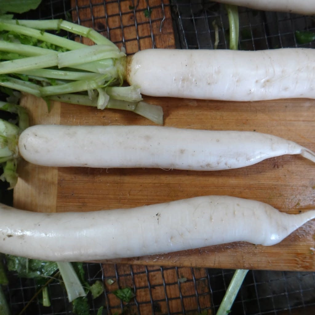 Radis Daikon (semences bio)