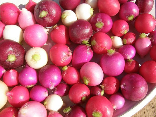 Radis en mélange (semences bio)