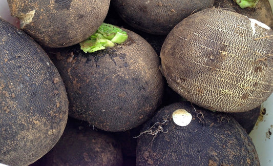 Radis noir d'hiver (semences bio)