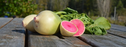 Radis Melon d'eau (semences bio)