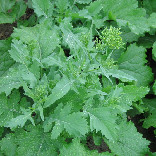 Rapini Spring Raab (semences bio)