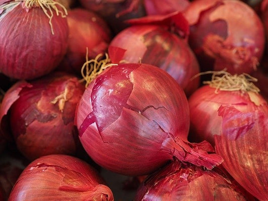 Oignon rouge (plants)