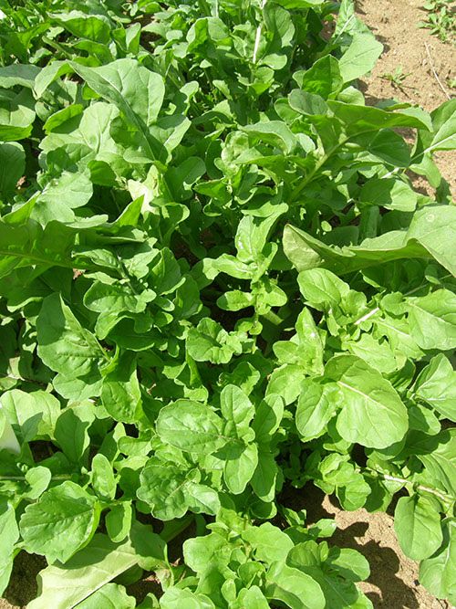 Roquette de jardin (semences bio)