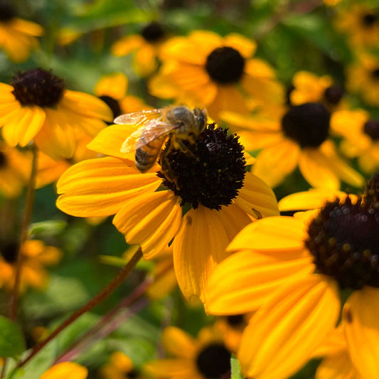 Rudbeckie trilobée (semences)