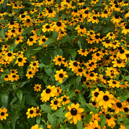 Rudbeckie trilobée (semences)