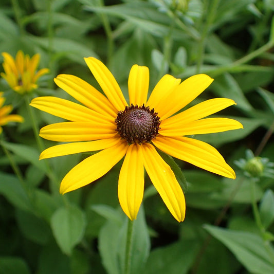 Rudbeckie hérissée (semences)