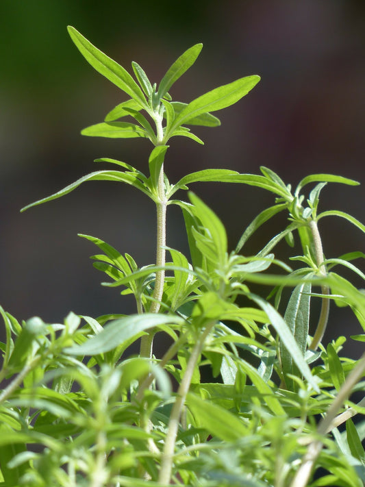 Sarriette d'été (plant)