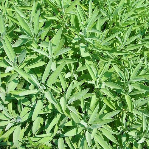 Sauge Officinale (semences bio)