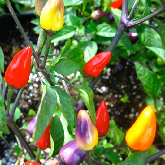 Piment fort Chinese Five Color (semences bio)