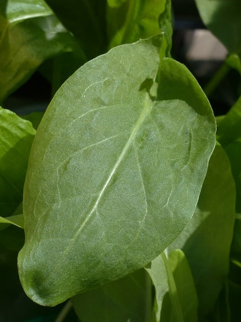 Oseille belleville (plant)
