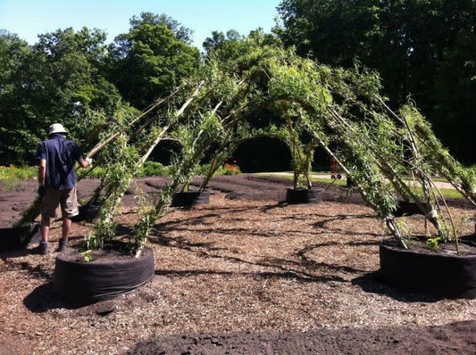 Plusieurs smart pot #100 répartis en rond. Des plants de saules en sortent pour faire un dôme.