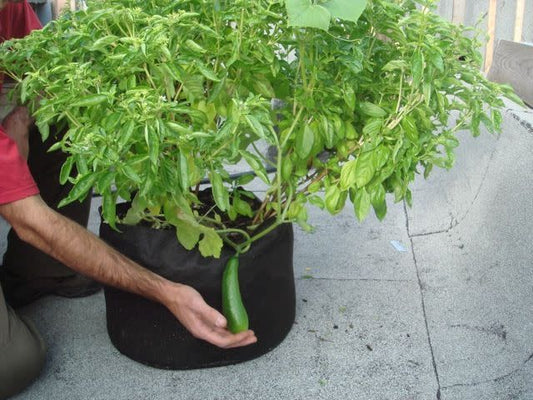 Smart Pot 10 gallons