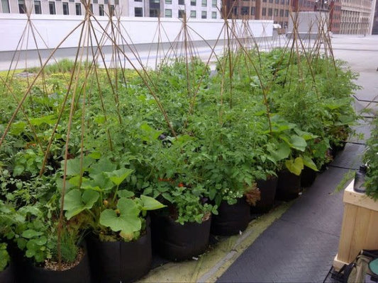 Plusieurs smart pots 15 gallons sur un toit avec des tuteurs.