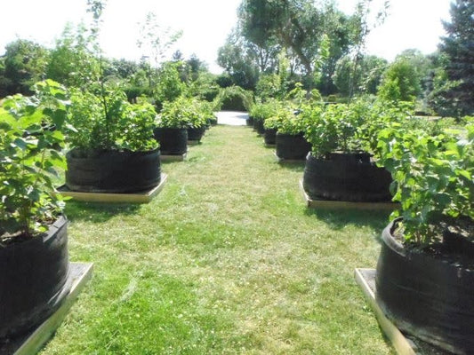 Plusieurs smart pots 200 gallons avec des arbustes fruitiers dedans. Ils sont sur des palettes en bois. Au bout des deux rangées, il y a une arche en saule.