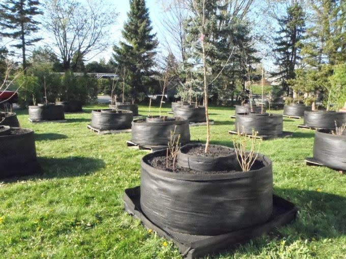 Plusieurs smart pots 200 gallons avec des plus petis smart pots en centre de ceux-ci. Des arbres et arbustes y sont plantés.