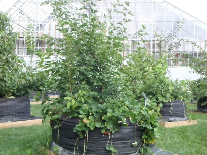 Plusieurs smart pots 200 gallons devant une serre. Des arbustes fruitiers sont dedans ainsi que des plants de fraisiers.