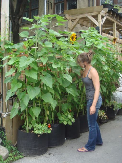 Rangée de smart pot 20 gallons avec des plants de tournesol géant et des capucines.