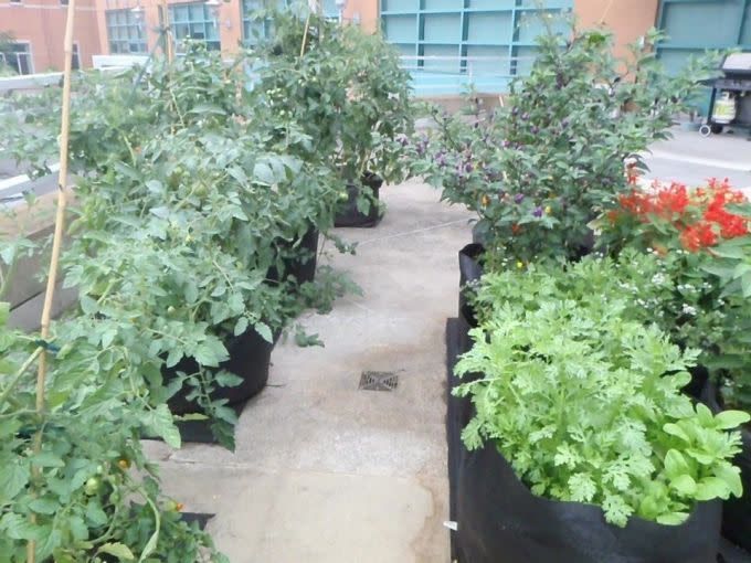 Smart pots 30 gallons dans lesquels sont plantés des tomates et des arbustes fruitiers.