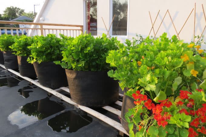 Une rangée de smart pots 30 gallons avec plusieurs plants de céleris et des capucines.