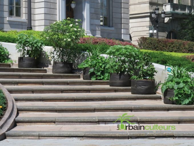 Des plants dans des pots en géotextile sur les marches du devant de l'Assemblée Nationale.