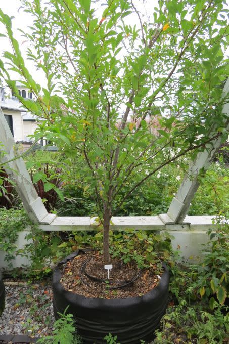 Plant d'un arbre dans un pot en géotextile.