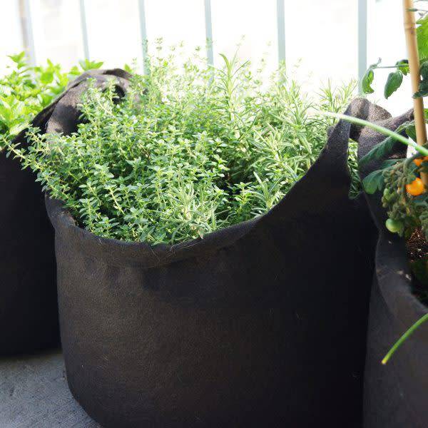 Fines herbes (thym) dans un pot en géotextile rond avec des poignées.