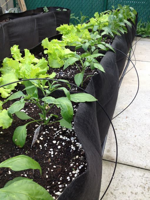 Long pot en géotextile avec des plants de laitues et de poivrons et des tuyaux d'irrigation.