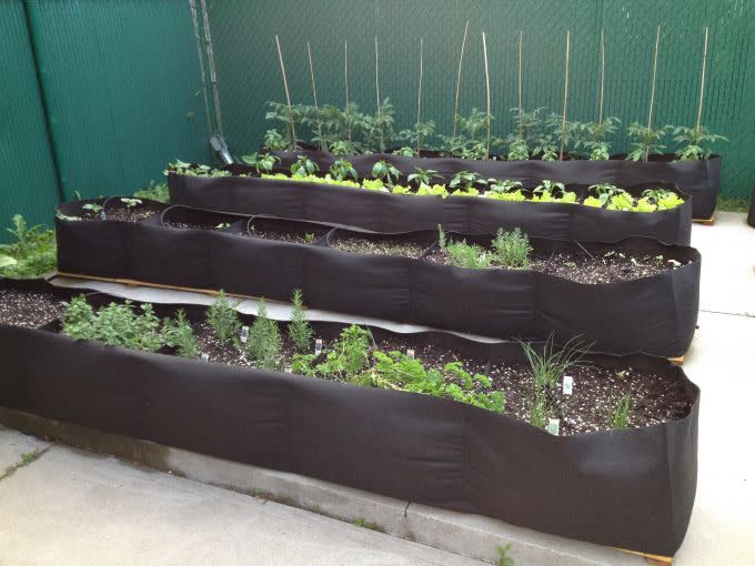 Quatre longs pots en géotextile avec des plants de végétaux comestibles. Il y a des tuteurs en bamboo dans le dernier du fond pour les plants de tomates.