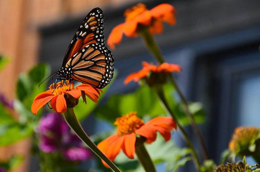 Tithonia mexicain (semences bio)