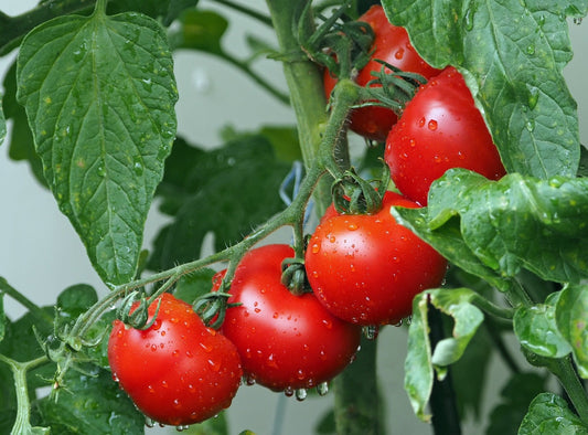 Tomate Célébrité (plant)