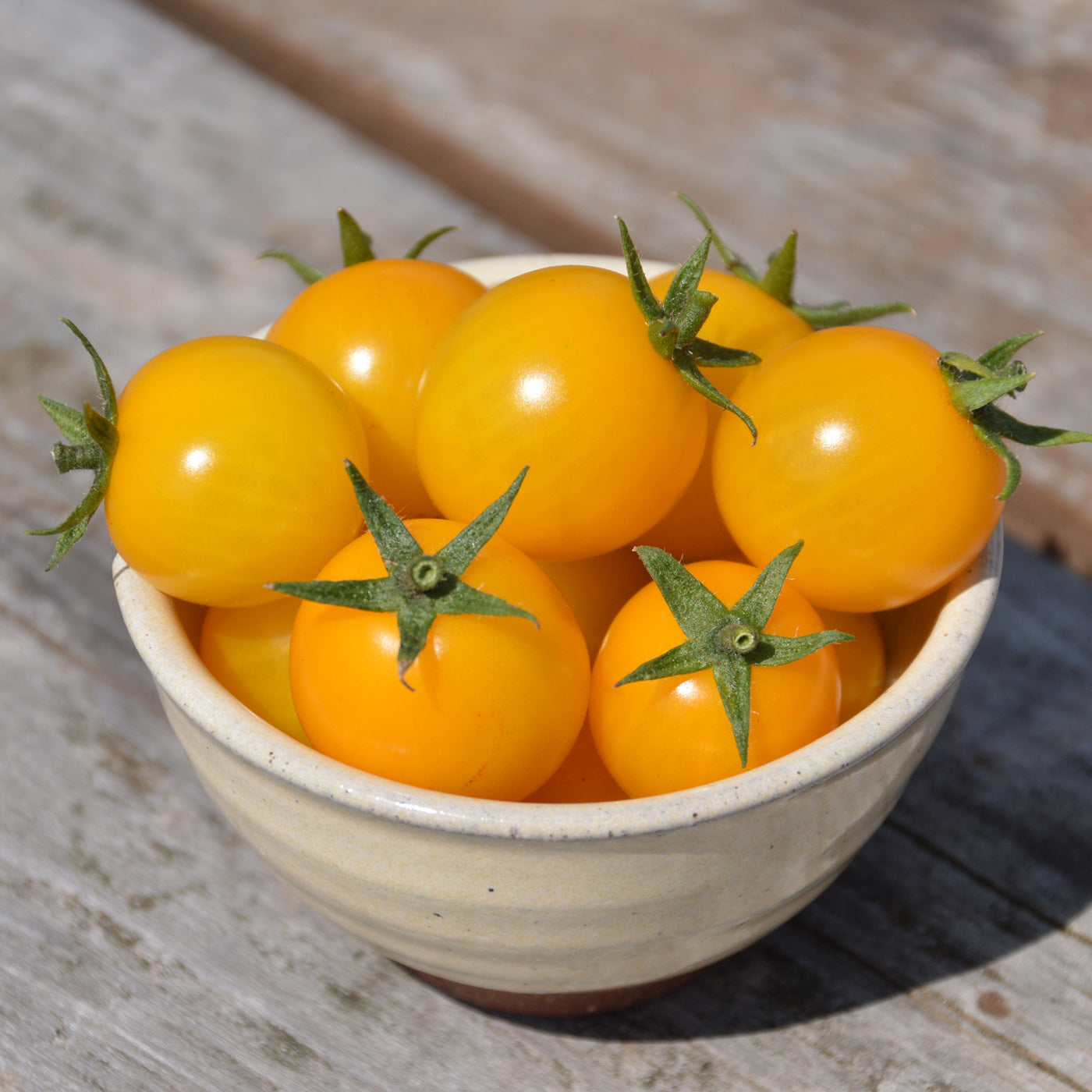 Tomate Cerise Gold Nugget (semences bio)