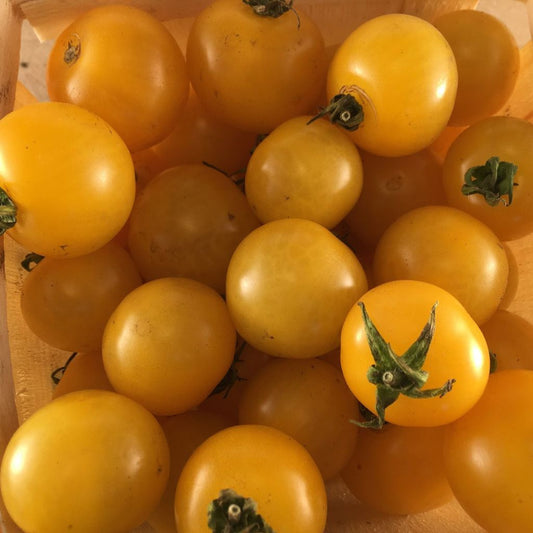 Tomate cerise jaune Galina (semences bio)