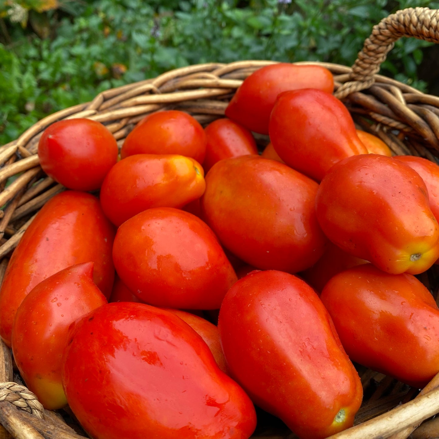 Tomate italienne en mélange (semences bio)