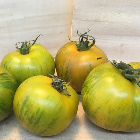 Tomate Verte Green Zebra (semences bio)