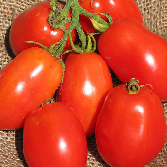 Tomate Italienne Ropreco Paste (semences bio)